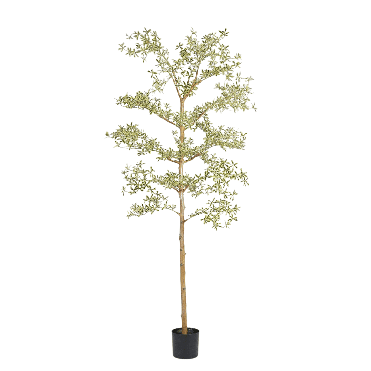 Artificial Bucida Buceras tree plant side view