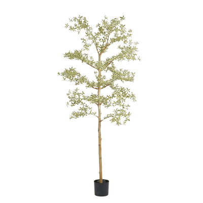 Artificial Bucida Buceras tree plant side view