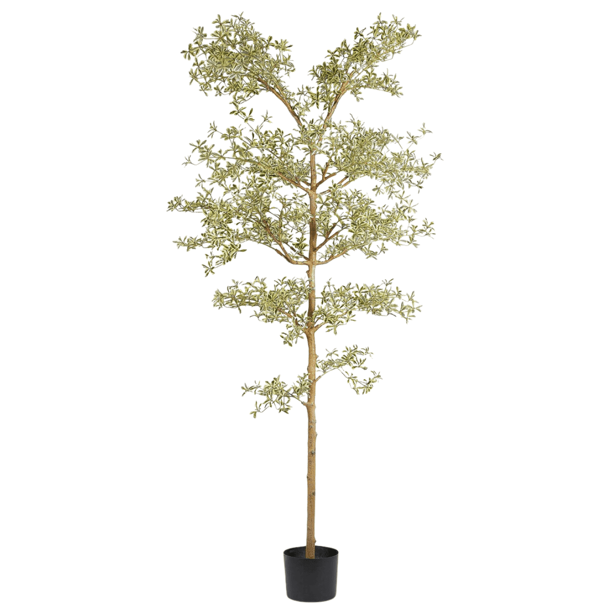 Artificial Bucida Buceras tree plant detail