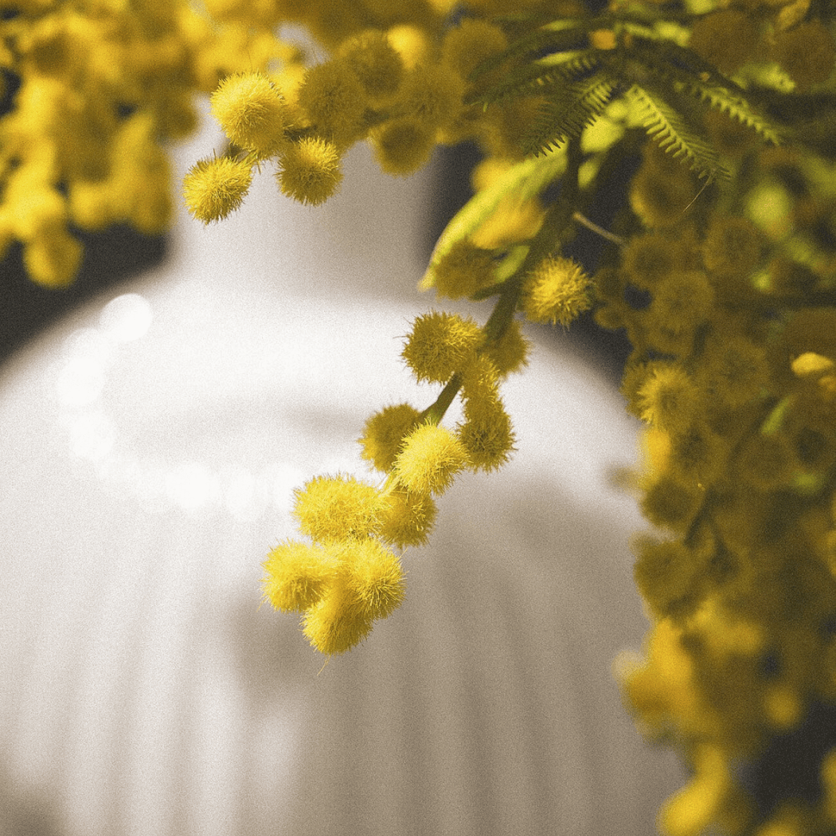 Artificial mimosa close-up