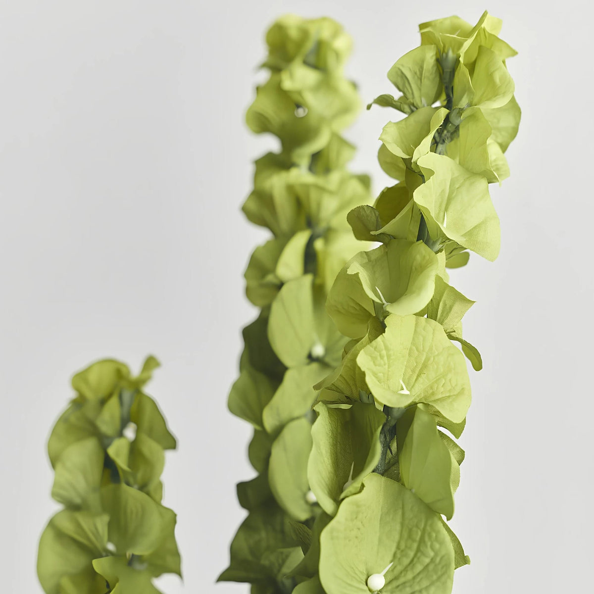 Close-up of the lime green bell-shaped calyxes of an artificial Molucella branch