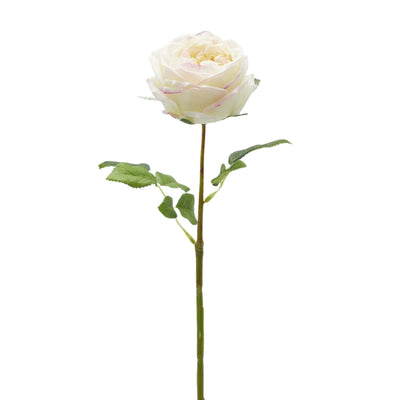 Crèmekleurige kunst Engelse tuinroos met een zacht roze randje, 45 cm, van Daily Flowers