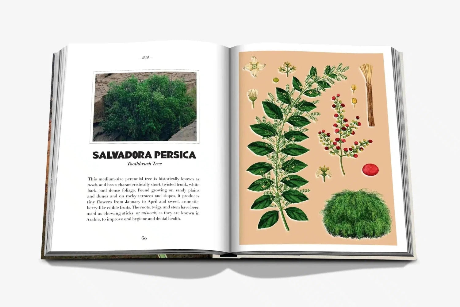Assouline Alula Flora spread pages