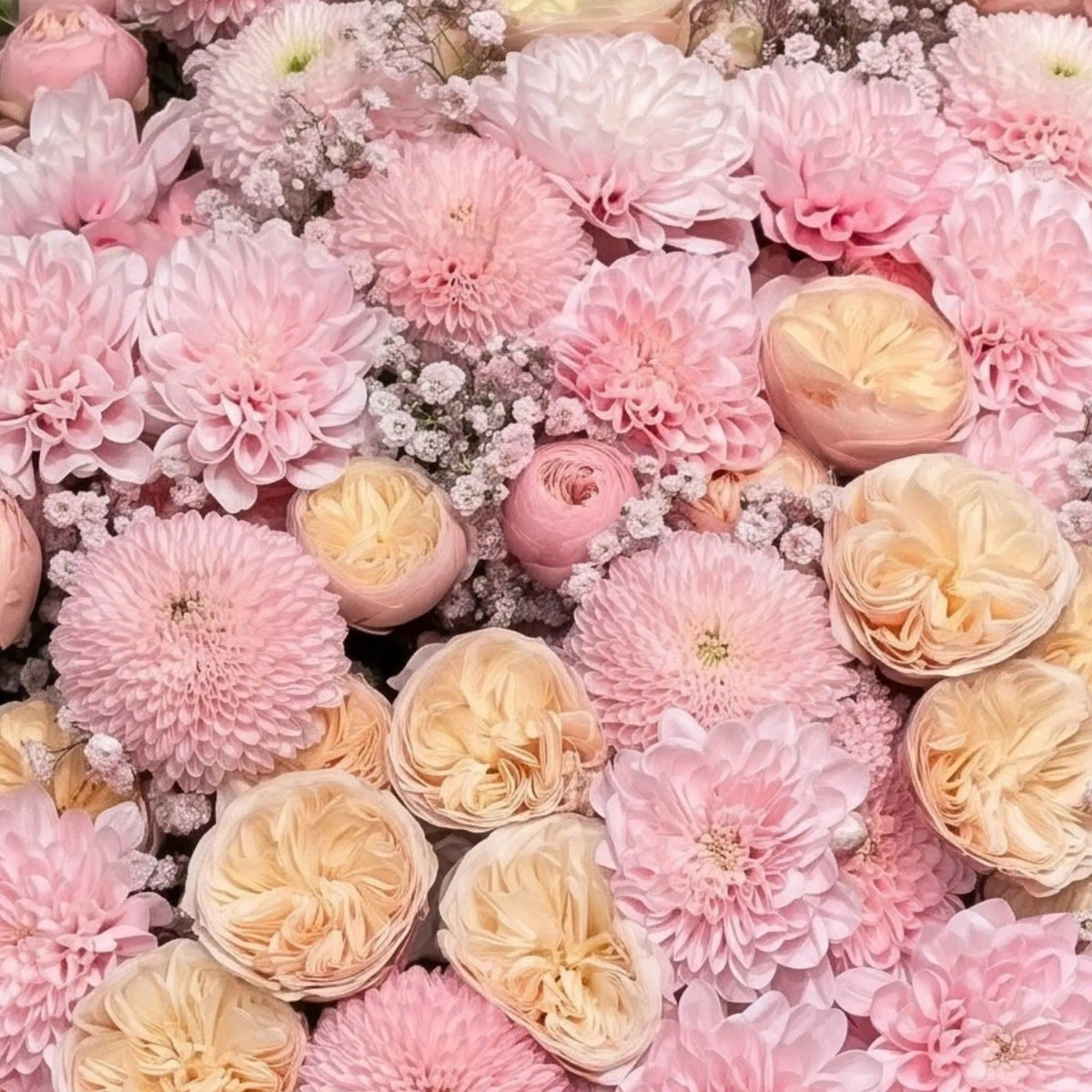 Baby Pink Blush bouquet, close-up: Royal Blush peach garden roses, baby pink chrysanthemums and pink gypsophila, by Daily Flowers
