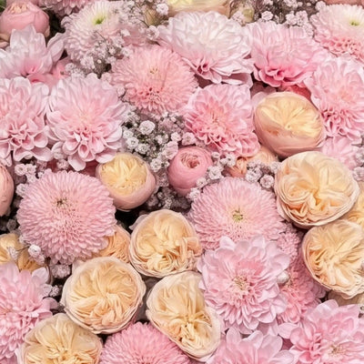 Baby Pink Blush bouquet, close-up: Royal Blush peach garden roses, baby pink chrysanthemums and pink gypsophila, by Daily Flowers