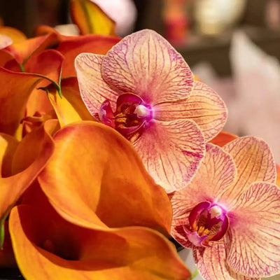 Autumn calla flowers close-up Daily Flowers