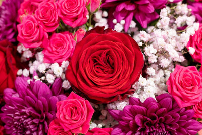 Chic Burgundy Beauty blossom box close-up Daily Flowers
