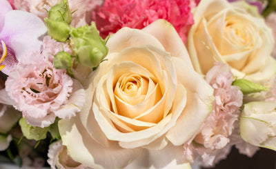 Pastel Poetry blossom box close-up Daily Flowers