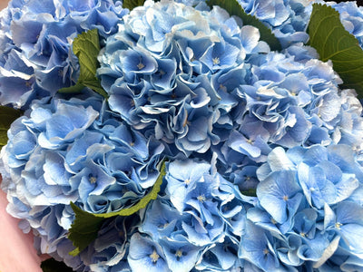 Light blue hydrangea Verena Blue close-up Daily Flowers Amsterdam
