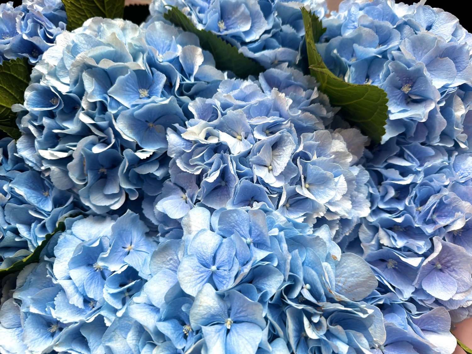Light blue hydrangea Verena Blue close-up Daily Flowers Amsterdam
