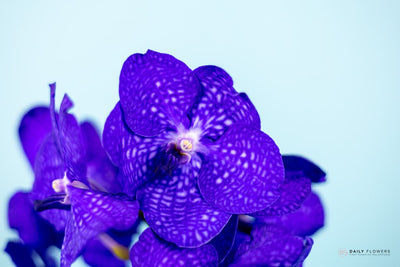 Blue Vanda orchid close-up yellow background