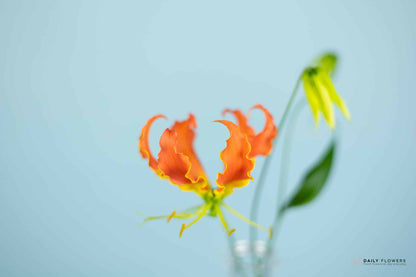 Orange gloriosa flower