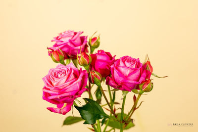 Phenomenal Flower Fantasy pink spray rose close-up
