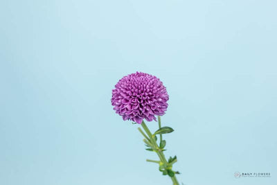 Phenomenal Flower Fantasy purple chrysanthemum close-up