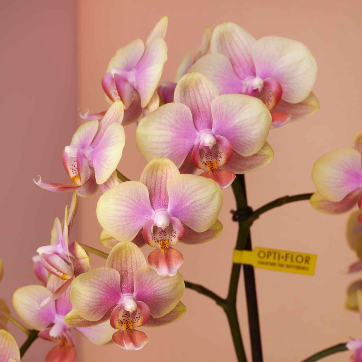 Colored orchid Belle Helene side view Daily Flowers