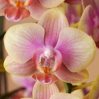 Colored orchid Belle Helene close-up Daily Flowers