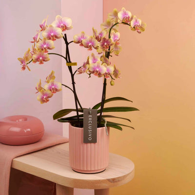Colored orchid Belle Helene Daily Flowers