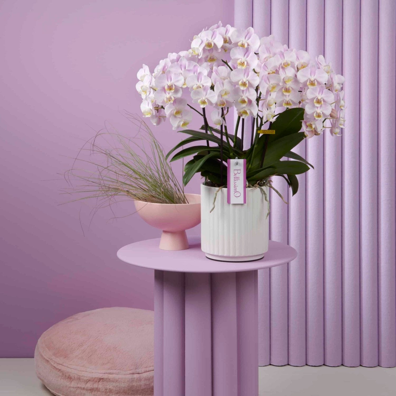 Colored orchid Bellissimo Angelo Daily Flowers