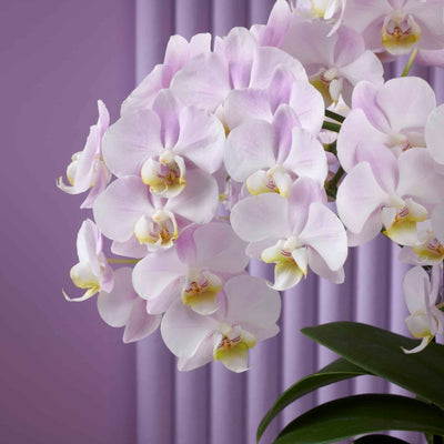 Colored orchid Bellissimo Angelo side view Daily Flowers