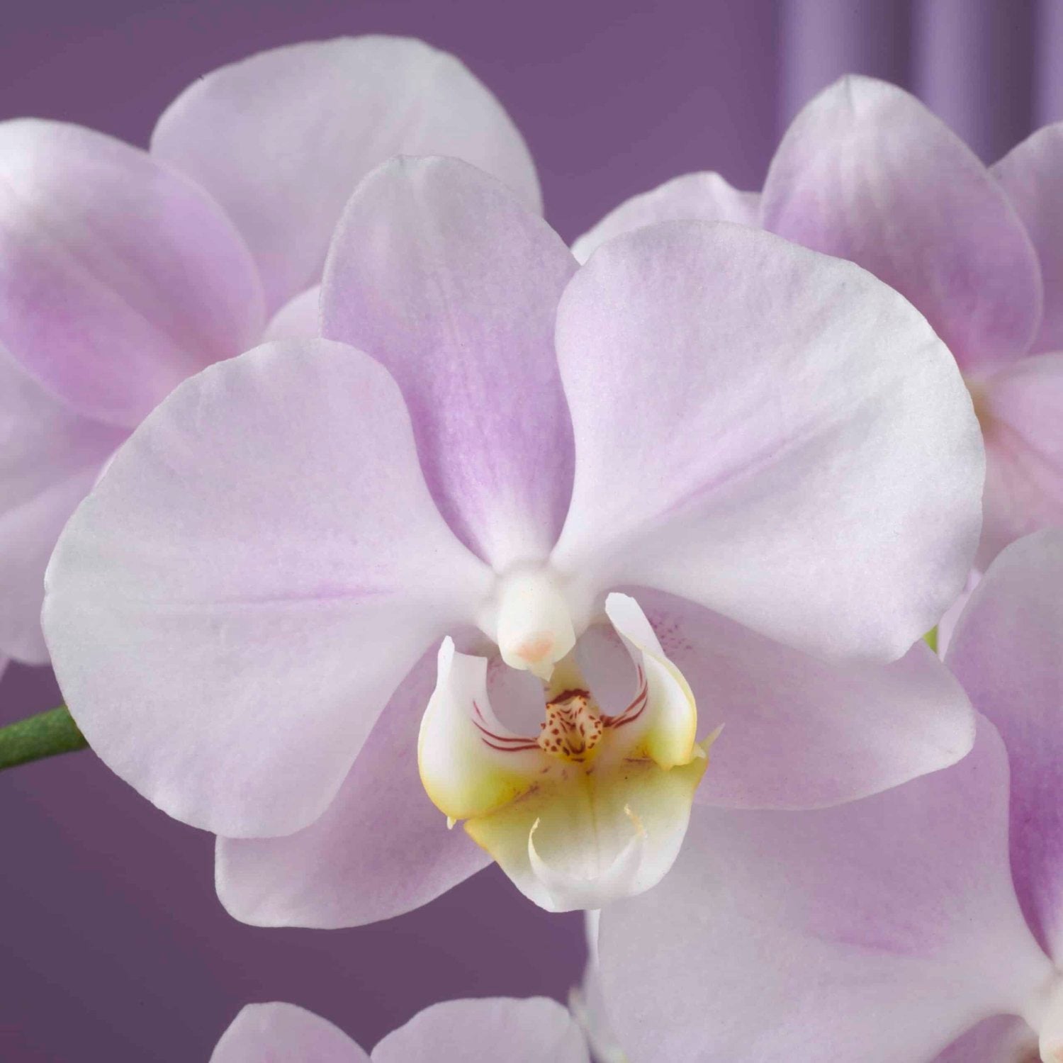 Colored orchid Bellissimo Angelo close-up Daily Flowers
