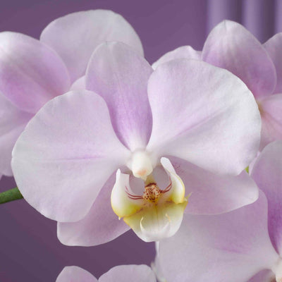 Colored orchid Bellissimo Angelo close-up Daily Flowers