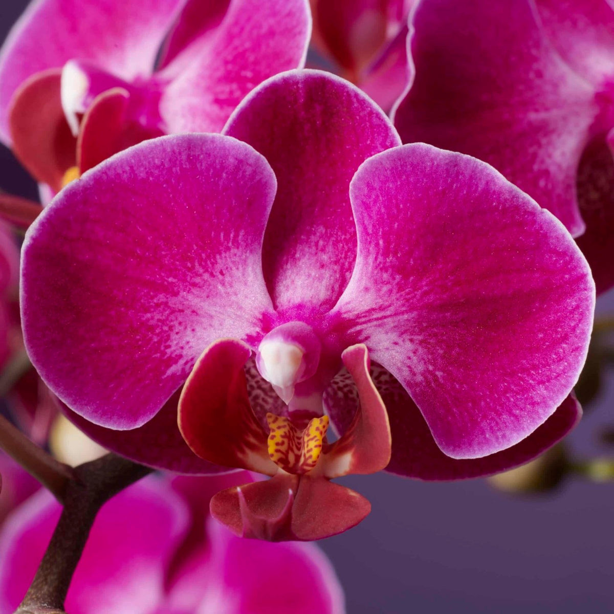 Colored Orchid, Bellisssimo Amore bouquet by Daily Flowers