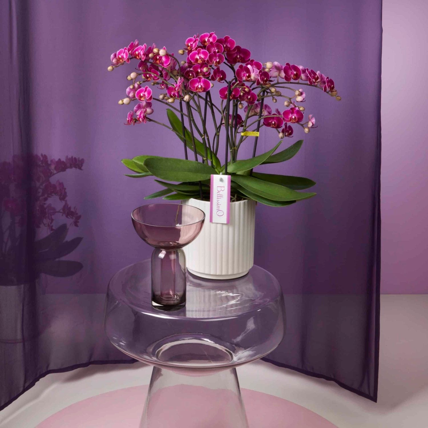 Colored Orchid, Bellisssimo Amore bouquet by Daily Flowers