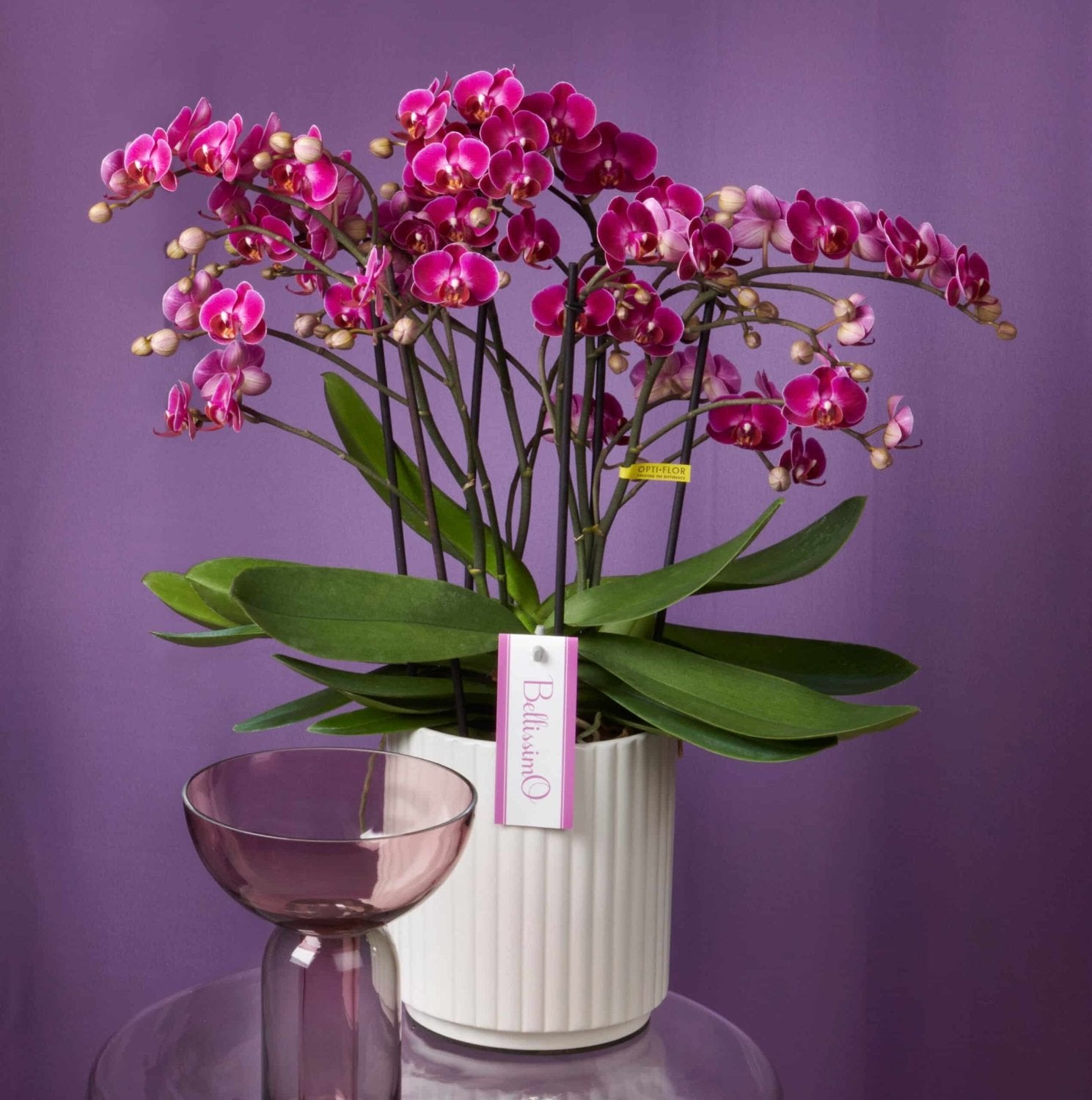 Colored Orchid, Bellisssimo Amore bouquet by Daily Flowers