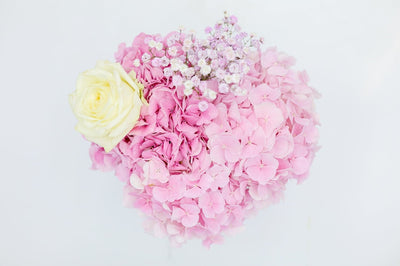 Hydrangea Pink Elegance flowers in a box Daily Flowers Amsterdam