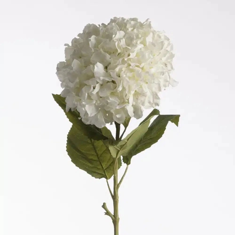Hydrangea white close-up Daily Flowers