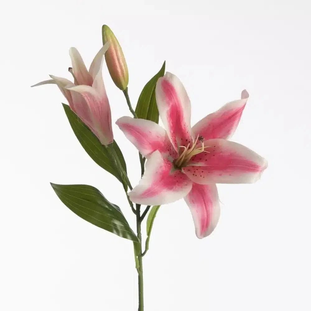 Lilium Orientalis Beauty close-up Daily Flowers