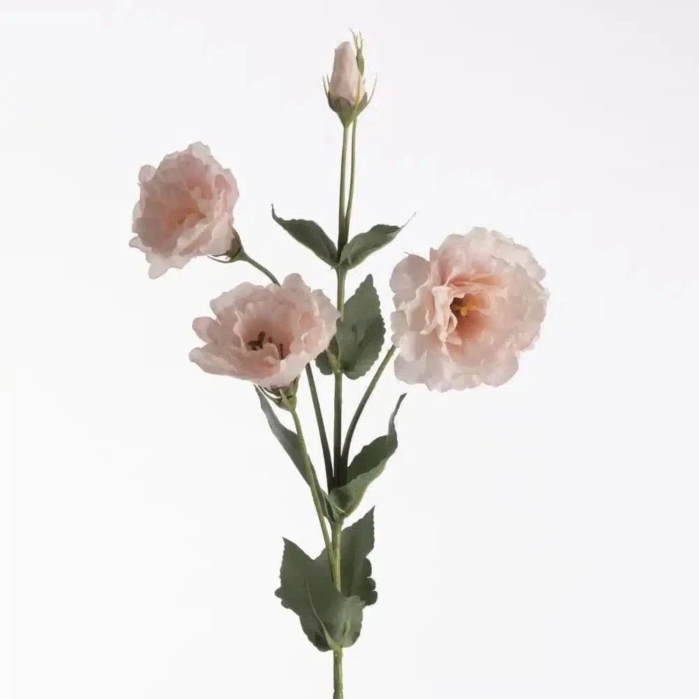 Lisianthus pink close-up Daily Flowers