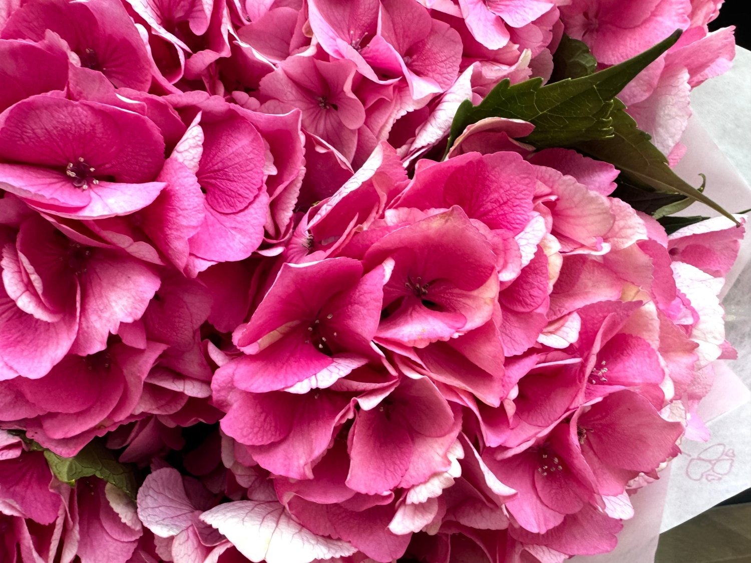 Pink hydrangea bouquet Daily Flowers Amsterdam