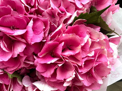 Pink hydrangea bouquet Daily Flowers Amsterdam