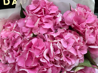 Pink hydrangea bouquet Daily Flowers Amsterdam