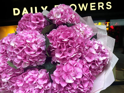 Pink hydrangea Vienna close-up Daily Flowers Amsterdam