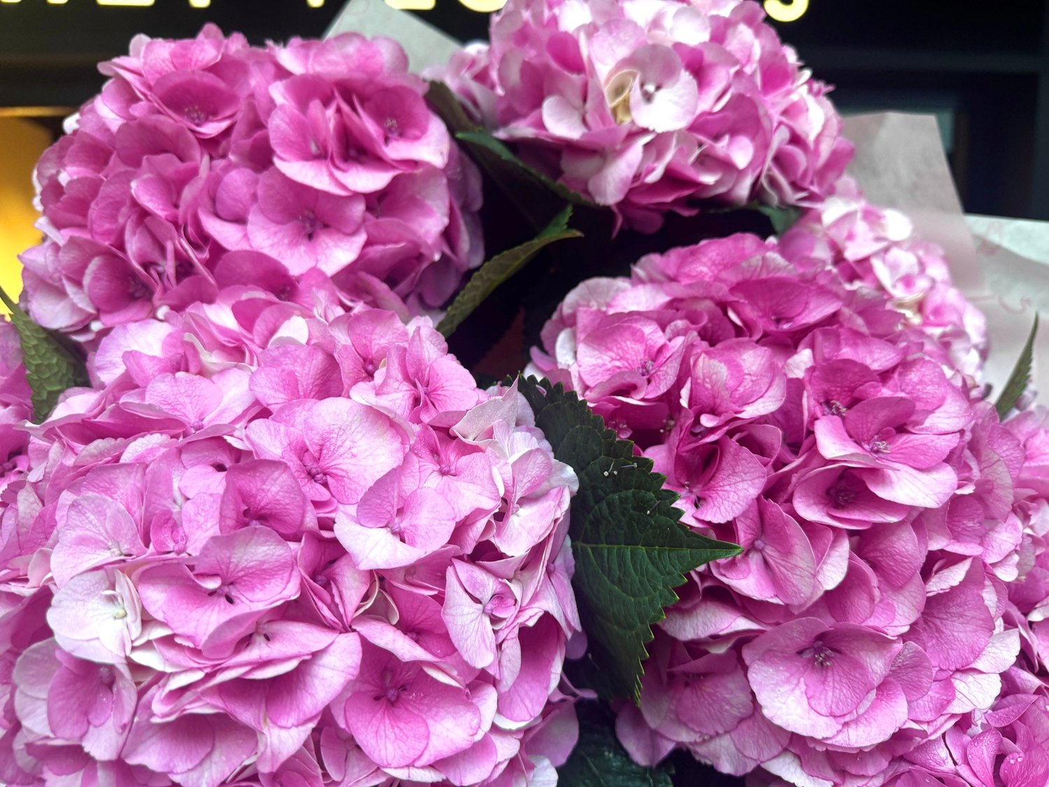 Pink hydrangea Vienna close-up Daily Flowers Amsterdam