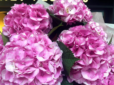 Pink hydrangea Vienna close-up Daily Flowers Amsterdam