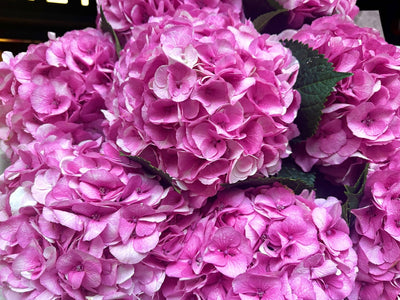 Pink hydrangea Vienna close-up Daily Flowers Amsterdam