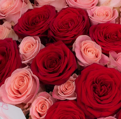 Red and pink roses bouquet close-up Daily Flowers