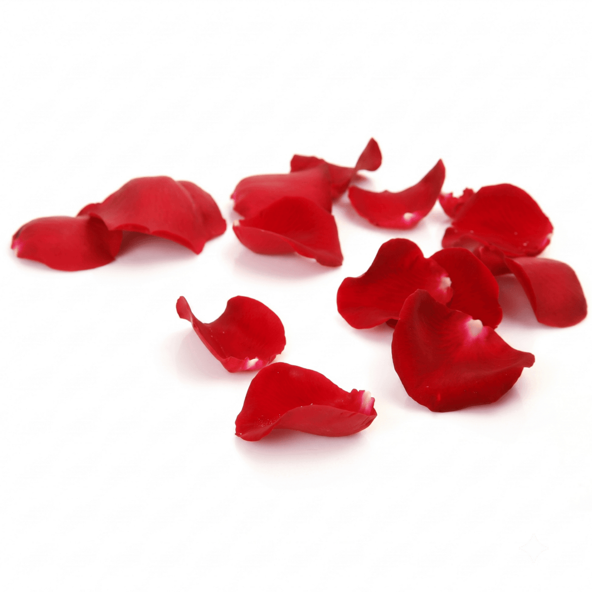 Rose petals at Daily Flowers