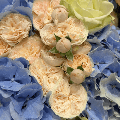 Royal Blue Blush