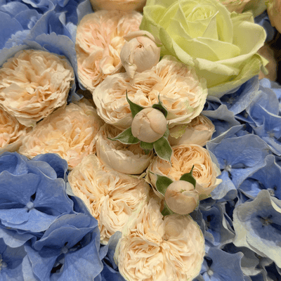 Royal Blue Blush