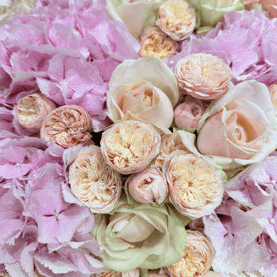 Royal Avalanche Blush