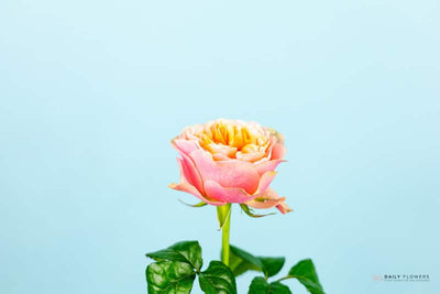Garden rose Vuvuzela close-up blue background