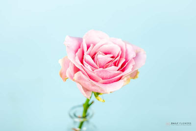 Pink Avalanche rose close-up blue background