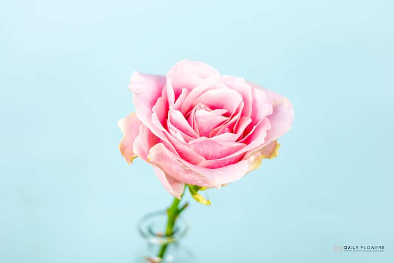 Pink Avalanche rose close-up blue background