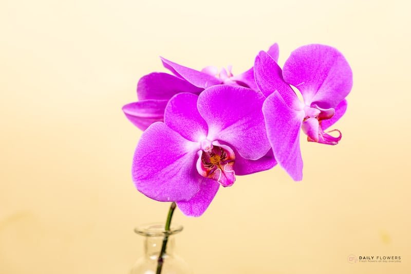 Pink Phalaenopsis orchid close-up yellow background
