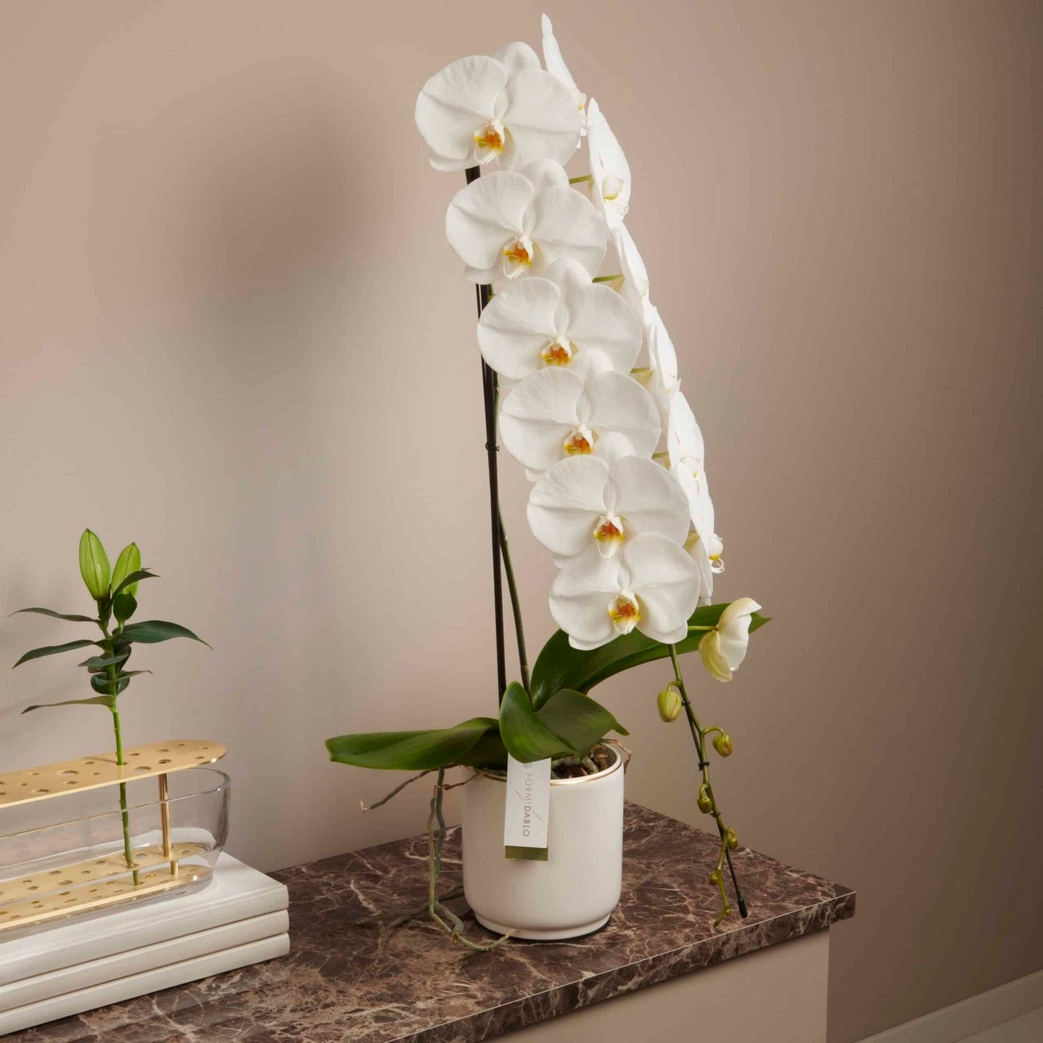White Orchid, Formidablo bouquet by Daily Flowers