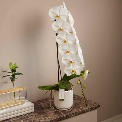 White Orchid, Formidablo bouquet by Daily Flowers